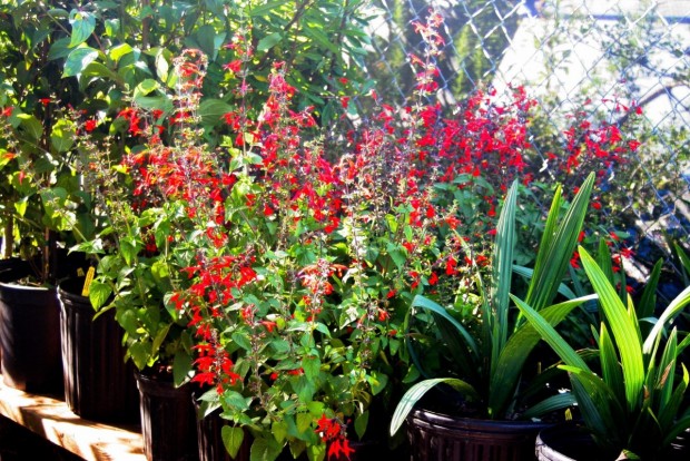 Spring Native Plant Sale