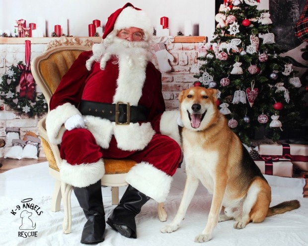 Photos with Santa & Paws