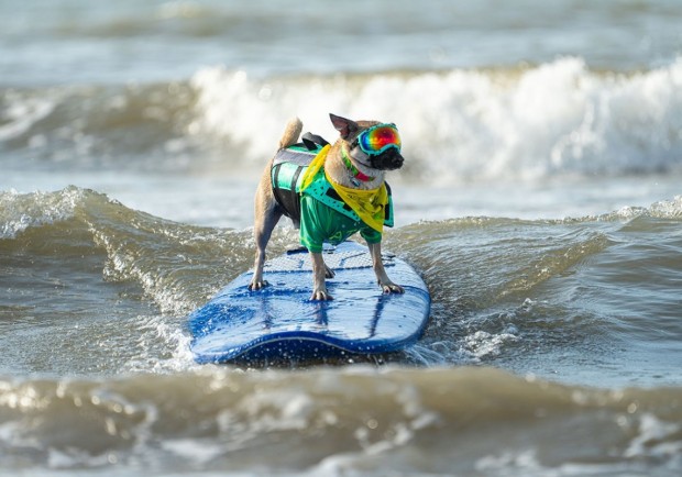 10th Annual Ohana Surf Dog Competition