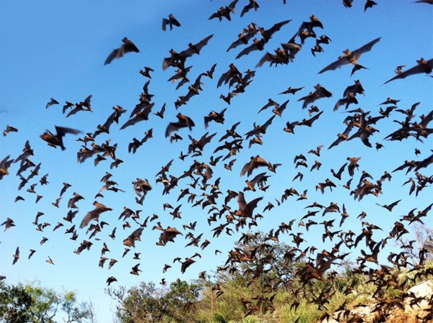 Bats Bats