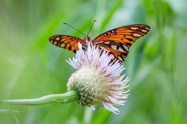 Gardening for Butterflies