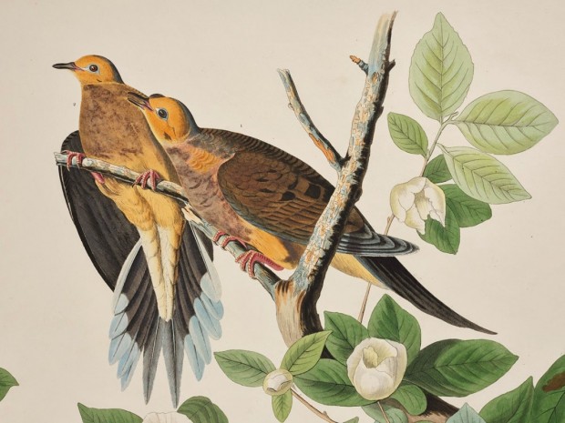 Audubon’s Birds of America