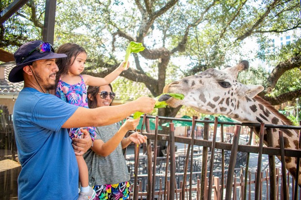 Houston Zoo Houston Zoo