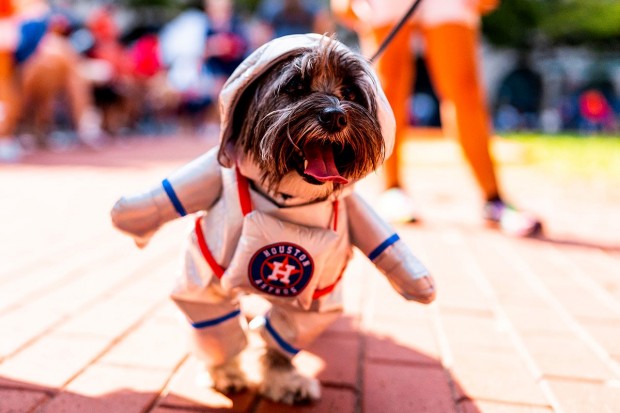 Astros Dog Day