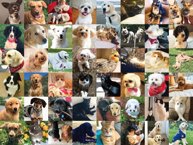 The Buzz Magazines 2019 Pet of the Year Contestants