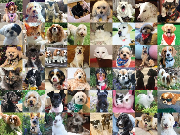 The Buzz Magazines 2020 Pet of the Year Contestants