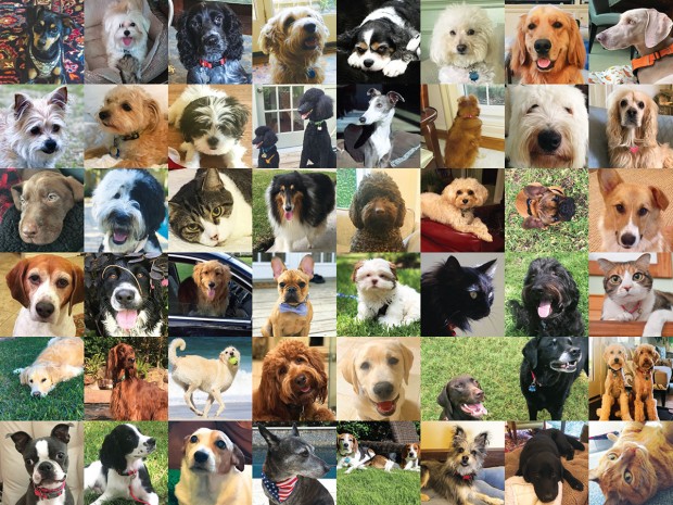 The Buzz Magazines 2017 Pet of the Year Contestants