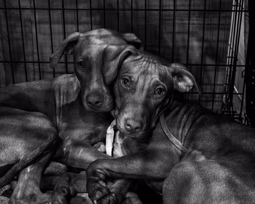 Grand Prize and Readers’ Choice, A Life of Shelter