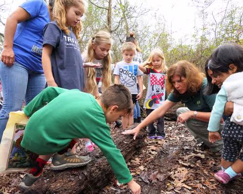 Learn about the importance of trees