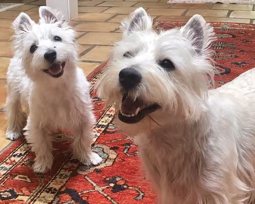 Willa Kate and Ivy Rose