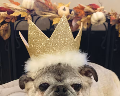 Pugster