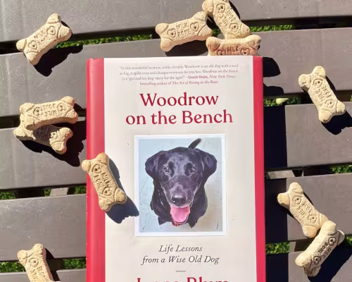 Woodrow on the Bench