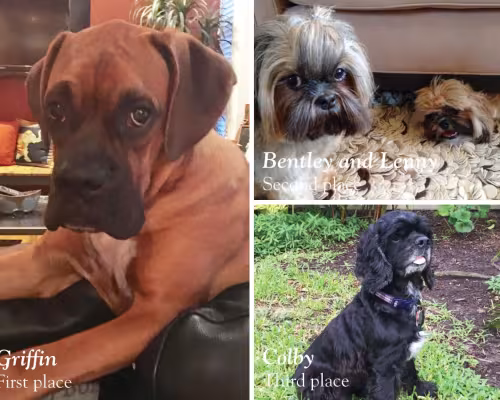 Pet of the Year Contest Winners