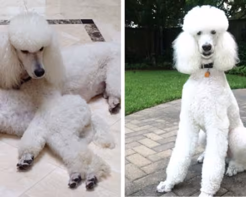 Pet of the Year 2014 Winners