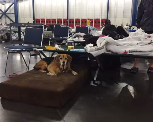 Rescued Pets Movement volunteers