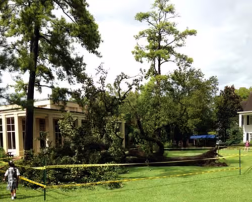 Sacred Heart Oak Tree