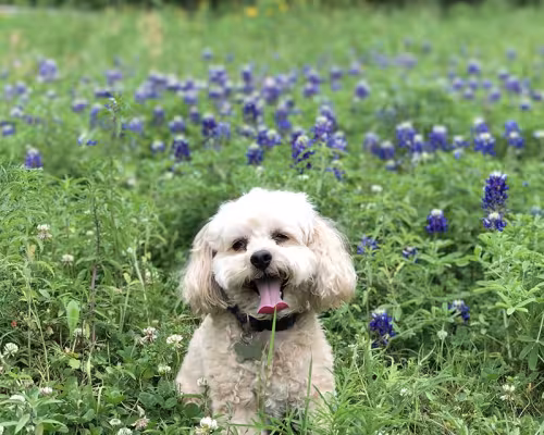 Birdie in the bluebonnets