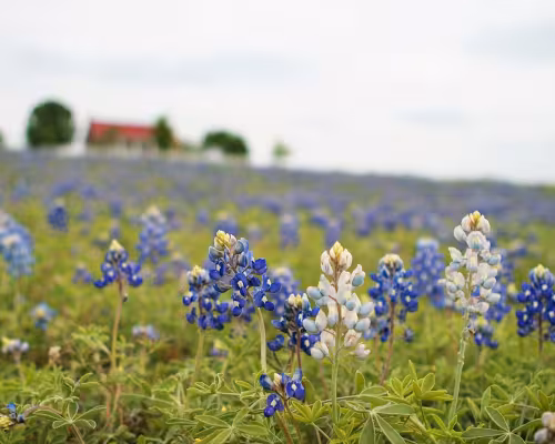 Texas Bluebonnet List