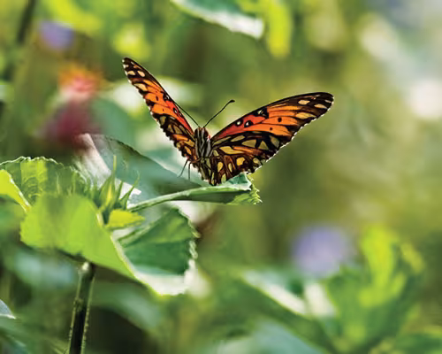Butterfly in Deep Green.