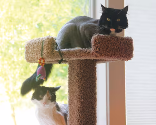 Mr. Noodles, age 6 and Sissy, age 1