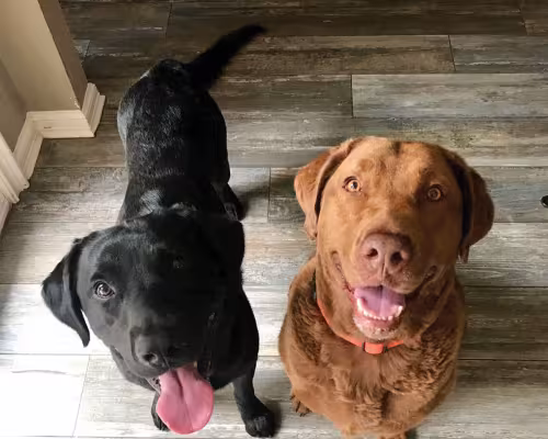 Dos Equis and Stella Artois