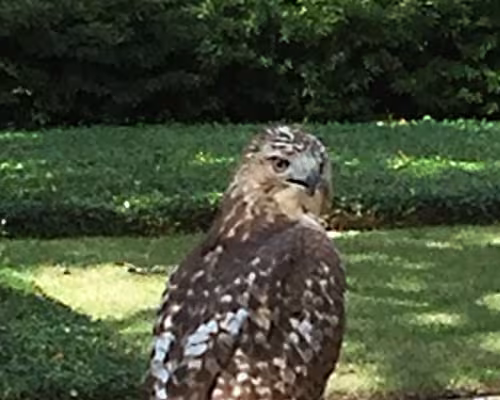 Red-Tailed Hawk on Tanglewood Boulevard