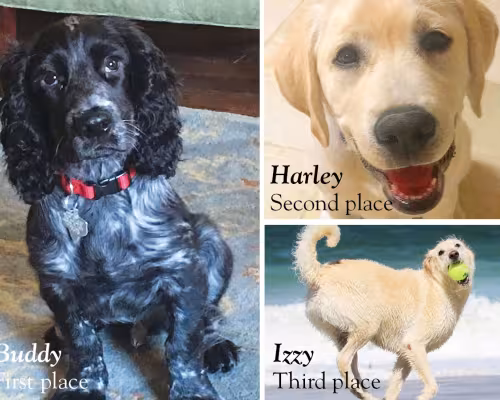 Buzz Magazines’ 2018 Pets of the Year